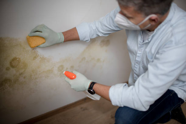 Best DIY Mold Remediation Support Services in Woodway, TX