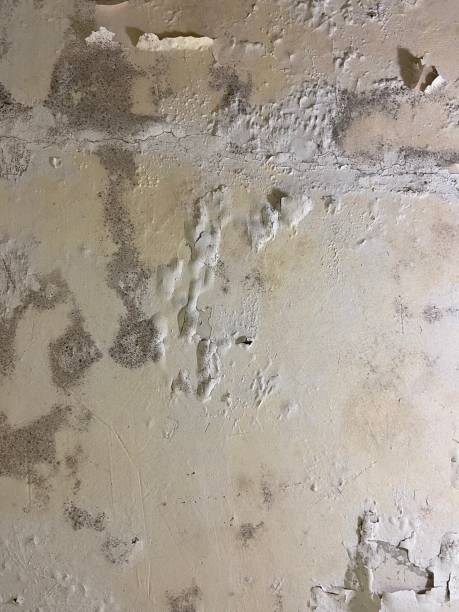 Best Commercial Mold Remediation in Woodway, TX