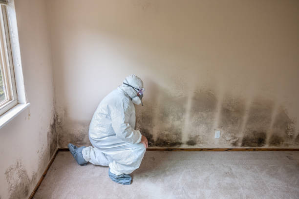 Best Bathroom Mold Remediation in Woodway, TX