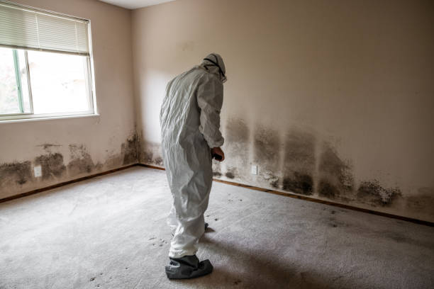 Best Industrial Mold Remediation in Woodway, TX