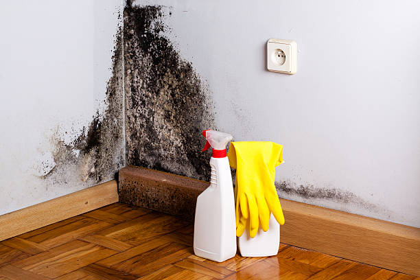 Best Crawl Space Mold Remediation in Woodway, TX
